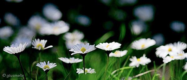 40D_3594_1rid.jpg