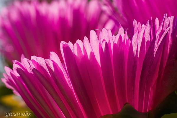 40D_6721_lightroom_1rid.jpg