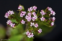 40D_4451_1rid