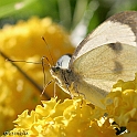 Farfalla