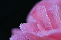 IMG_4598_1rid