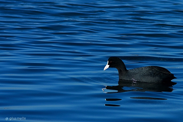 40D_2866_1rid.jpg