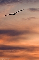 40D_4346_1rid