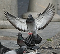 IMG_2374_1_2