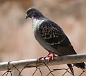 IMG_2425_2
