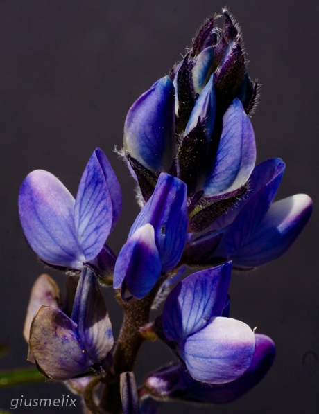40D_4438__2_lightroom_rid.jpg