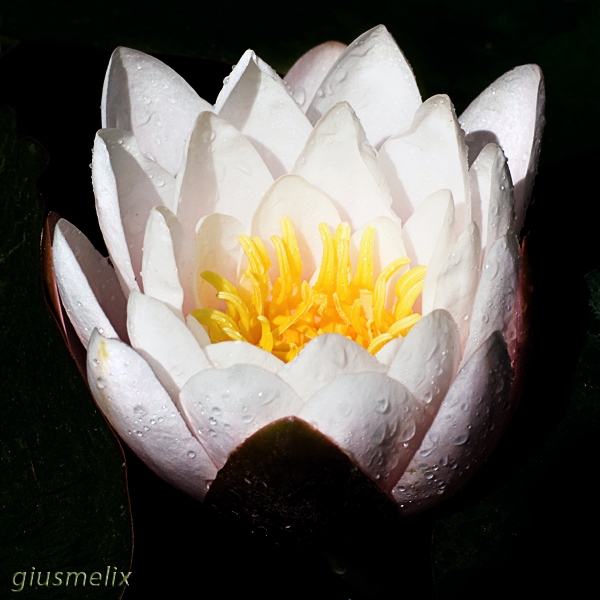 40D_7101_1rid.jpg