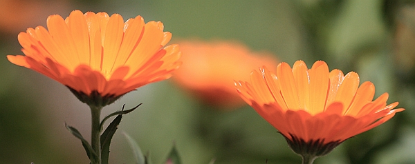 Fiori.jpg