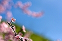 40D_3172_2rid