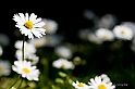 40D_3593_1rid
