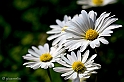 40D_3607_1rid