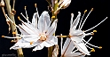 40D_4434_lightroom_rid
