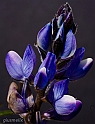 40D_4438__2_lightroom_rid