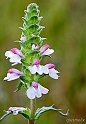 40D_5817_1rid