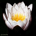 40D_7101_1rid