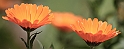 Fiori