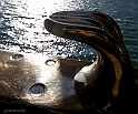 IMG_0546_1